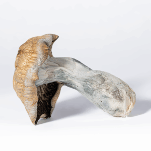 Code Blue Mushrooms