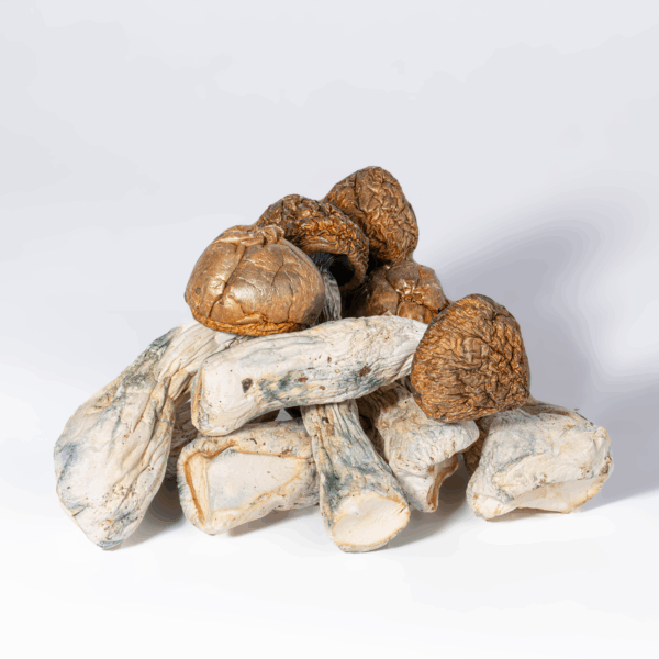 Penis Envy Mushrooms - Image 2