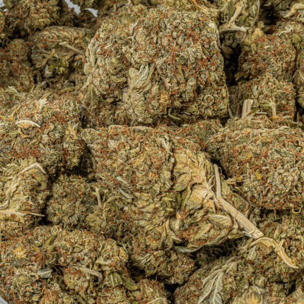Island Sweet Skunk (AA) - Image 4