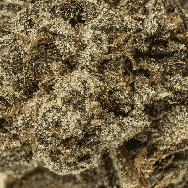 El Chivo (AAA+) - Image 5