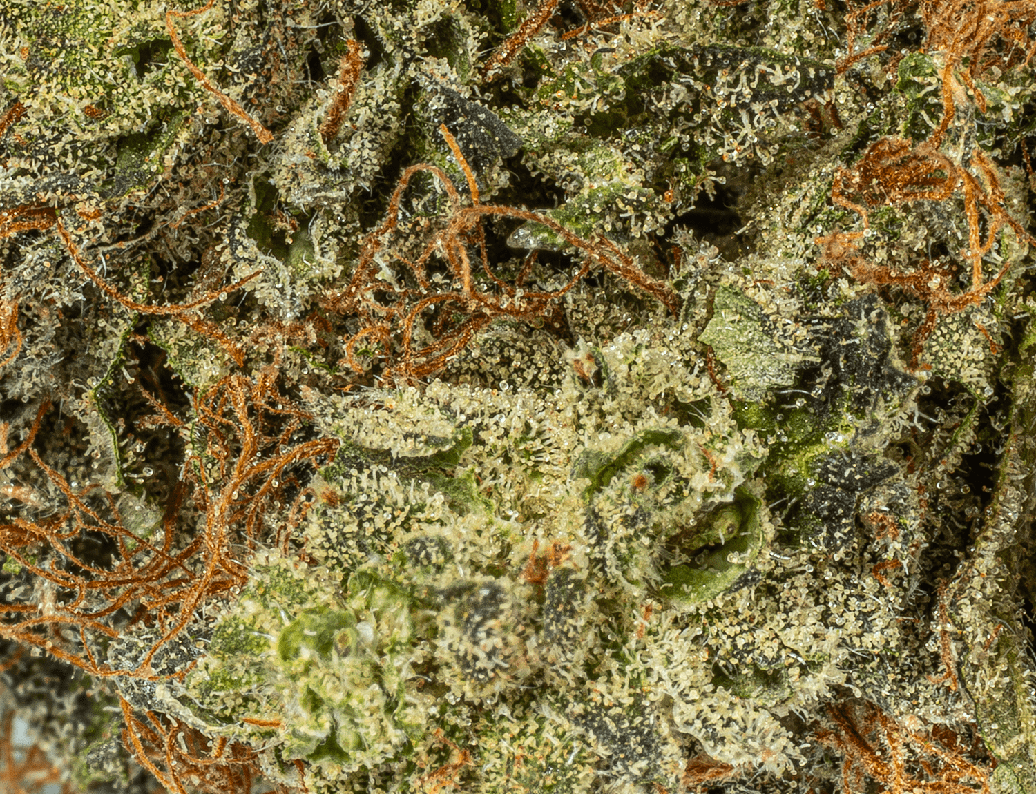 Ace Killer Og (AAA+) - Image 3