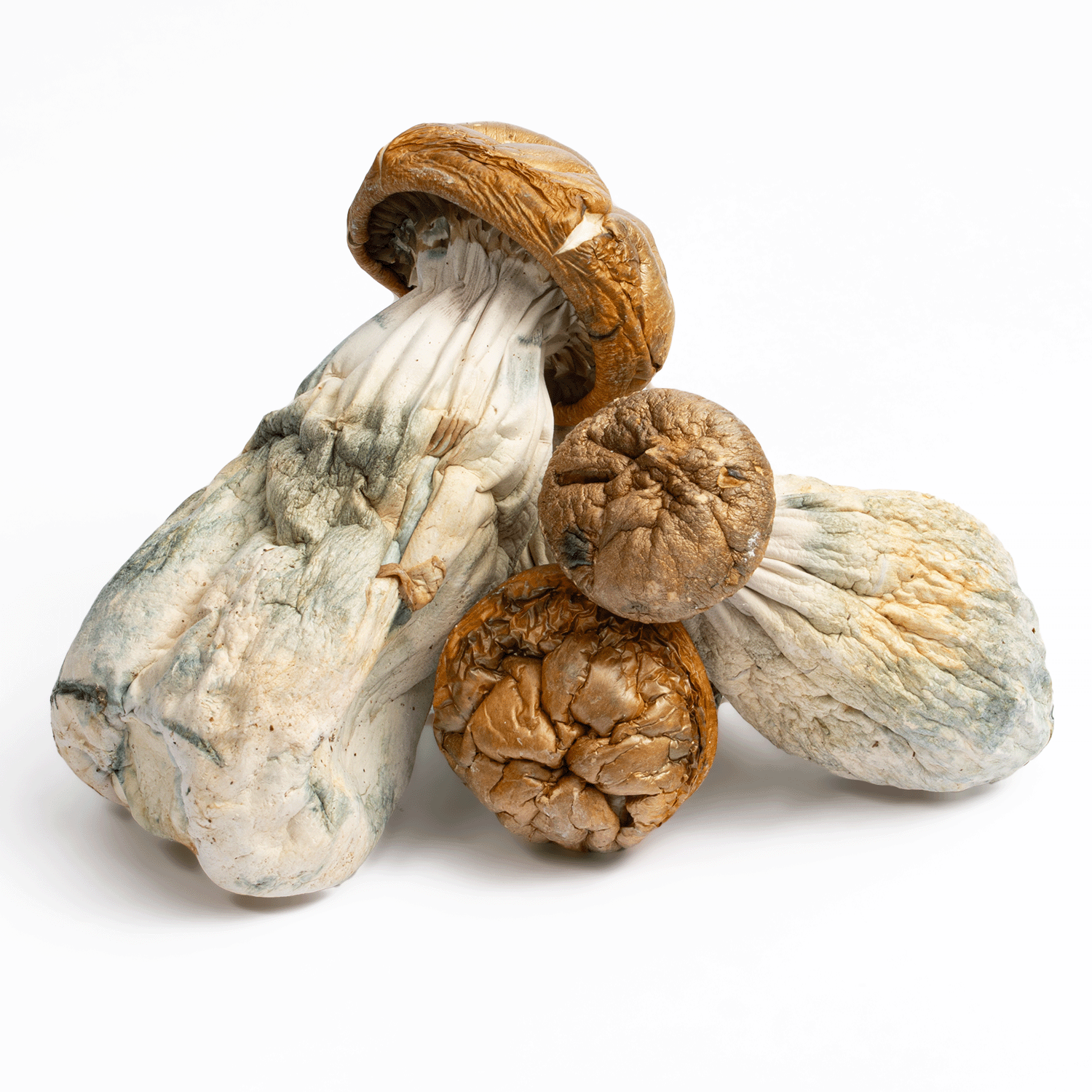Golden Mammoth Mushrooms