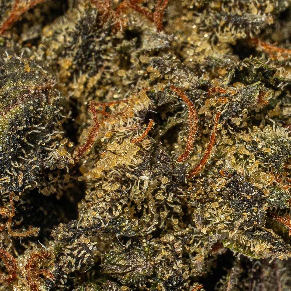 Grizzly Pink Smalls (AAAA) - Image 4