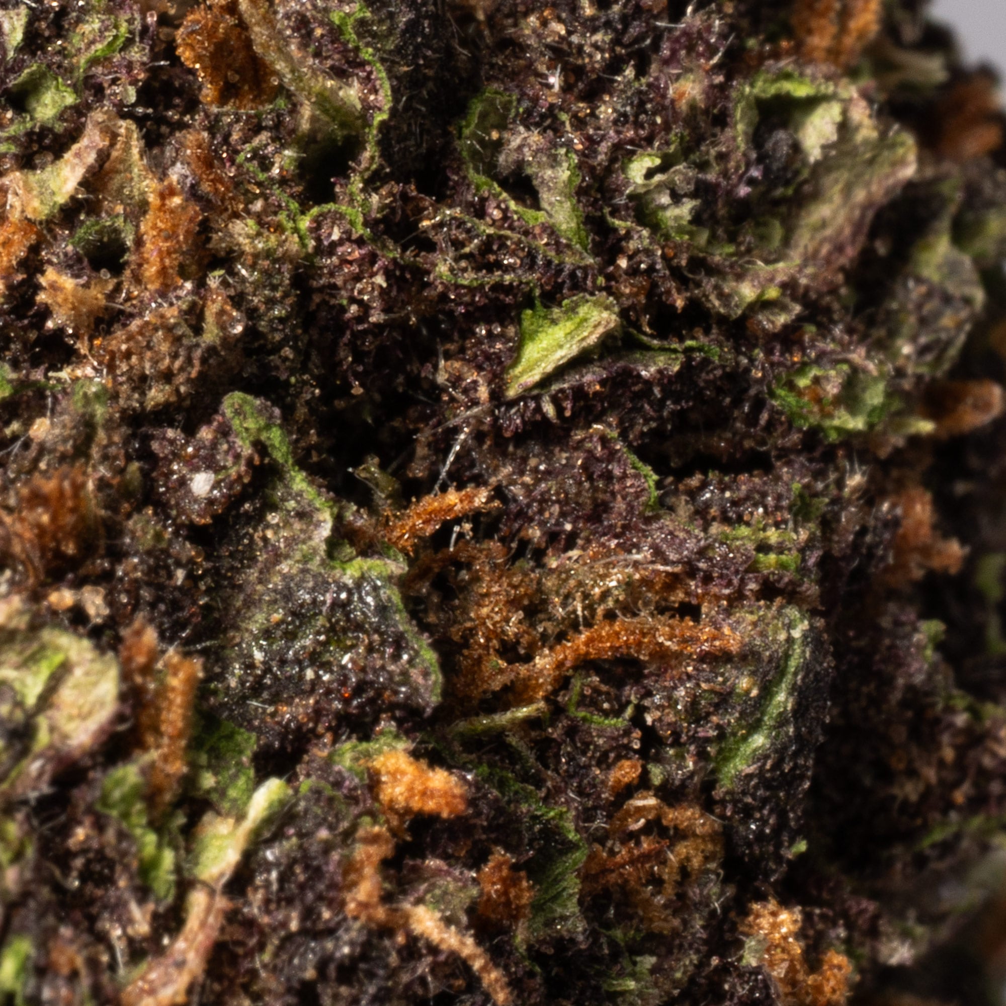Purple Kush (AA) Promo - Image 5