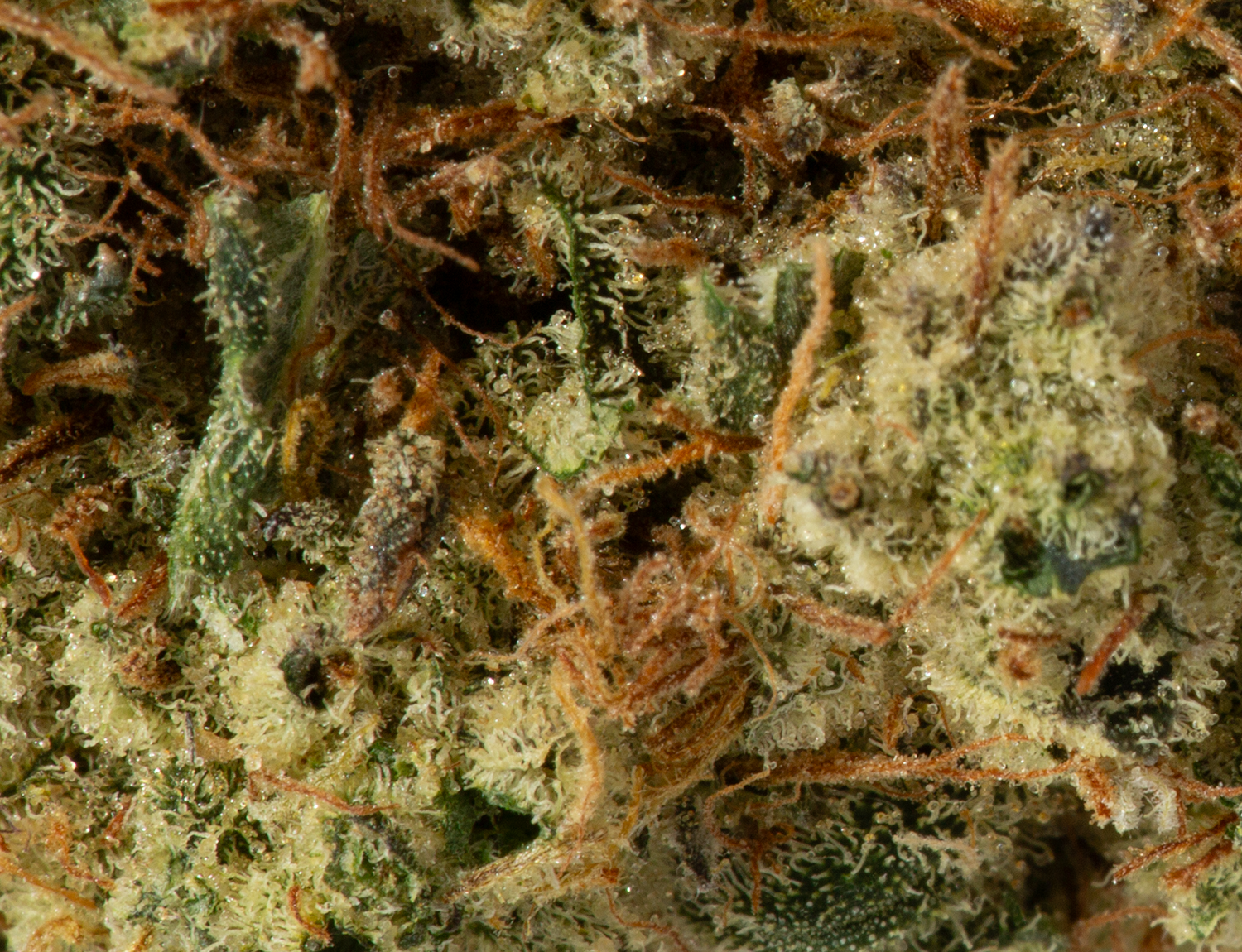 Triple Berry (AA+) - Image 5