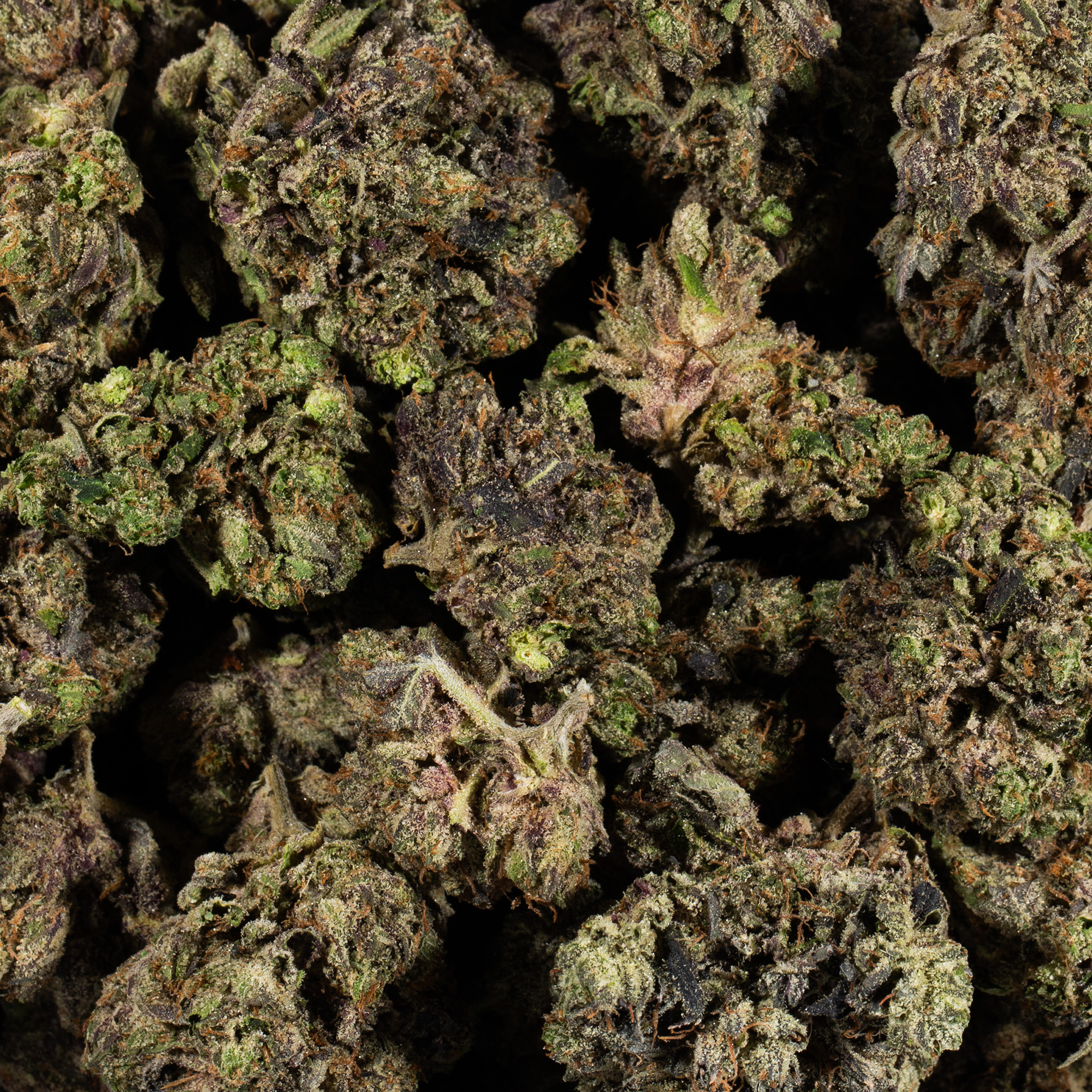 Purple Haze (AAAA) - Image 4