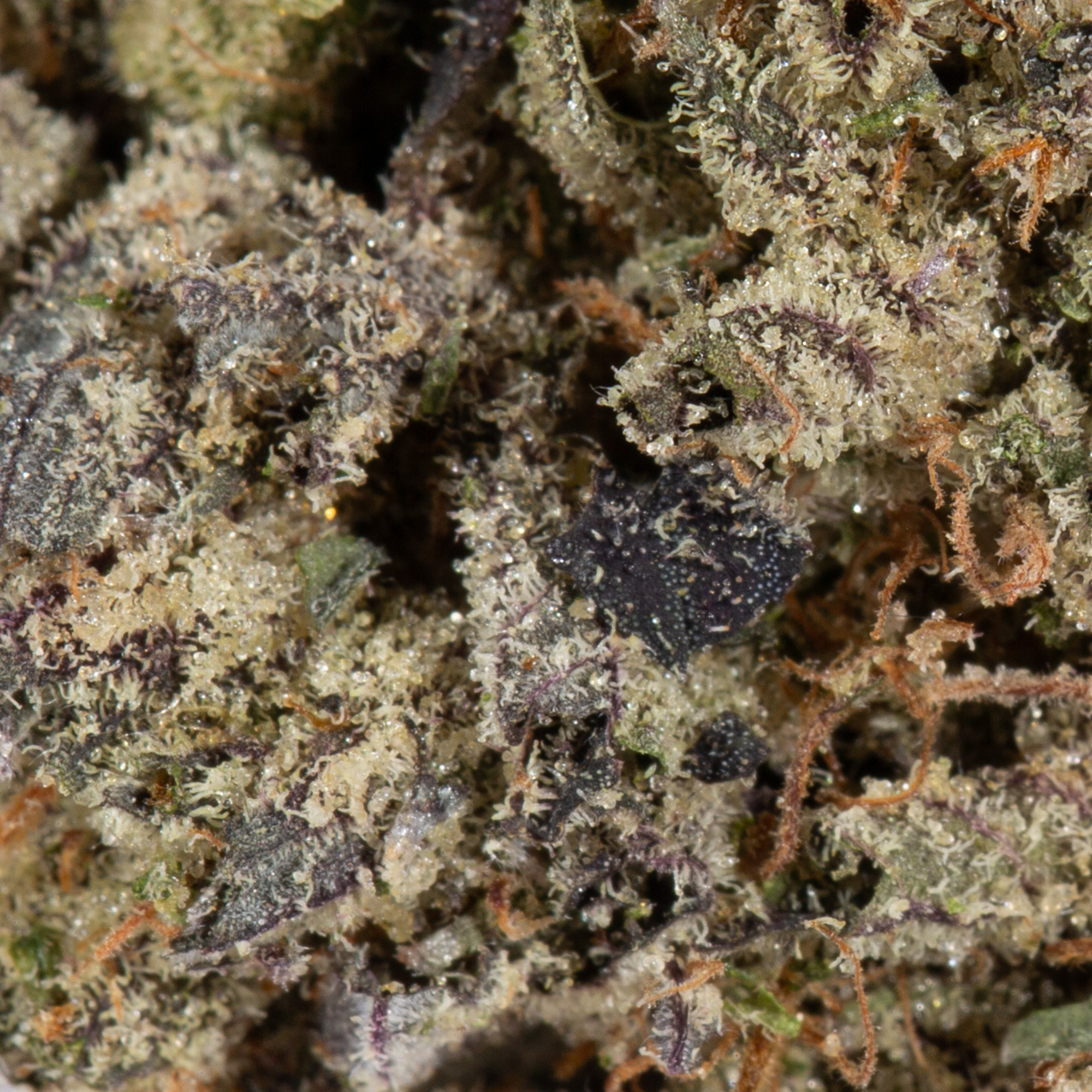 Purple Haze (AAAA) - Image 5